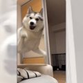 飼い主の犬語が癇に…