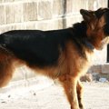 犬の声帯手術とは？…