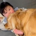 赤ちゃんと大型犬を…