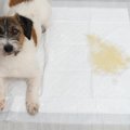 犬の『排泄物』から…