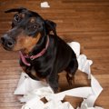 犬にトイレトレーニ…