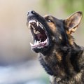 犬から人にうつる『…