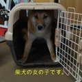 生後8か月の柴犬をお…