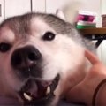 お姉ちゃんを起こし…