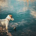愛犬に『海』でやら…