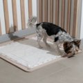犬の『ウンチが散ら…