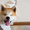 犬に障子や網戸を破…
