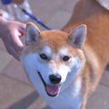 なぜ犬は人から触ら…