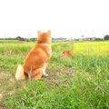 田んぼ道を歩いてい…