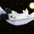 夜でも油断禁物！犬…
