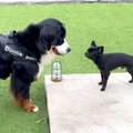 友人の家に大型犬を…