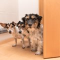 犬が飼い主のトイレ…