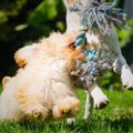 犬用の『ロープのお…