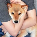 あなたが犬を飼い始…