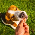 犬にNGな『おやつ』…