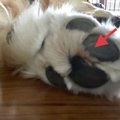 犬の肉球をチェック…