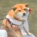 犬と川遊びに行った…