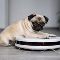 犬がイライラしてし…