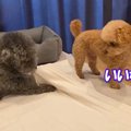 歯磨きガムを食べる2…