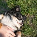 犬が『撫でてくださ…