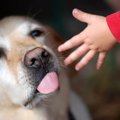 愛犬が散歩中に人を…