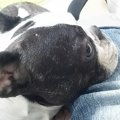 私の愛犬！なぜ懐い…