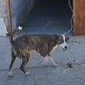 「咬みつく犬」と言…