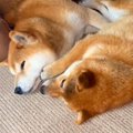 兄犬に甘えながら寝…