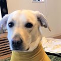 マッチョ感溢れる犬…