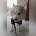 犬が雪の中お散歩に…