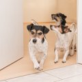 犬が『部屋で大騒ぎ…