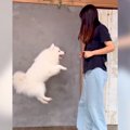 犬の前でジャンプを…