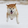 なぜ雪が大好きな犬…