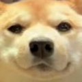 Web会議に参加した犬…