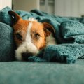 犬が『タオルや毛布…