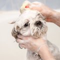 犬のシャンプーの選…