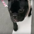 愛犬の○○愛がすごい…