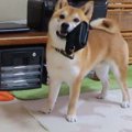 柴犬ちゃんのあざと…