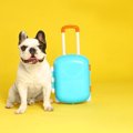 犬はペットホテルで…