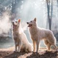 過去の記憶？犬は捕…