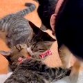 なかなか寝ない2匹の…