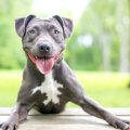 犬が期待に胸を膨ら…