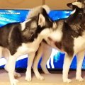 テレビを見ていたら…