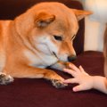 犬が赤ちゃんに吠え…