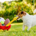 愛犬を夢中にさせる…