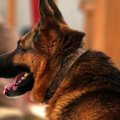 現役最年長の警察犬…
