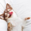 犬が飼い主の布団を…