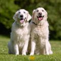 犬の白っぽい毛色の…