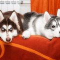 犬の「攻撃性」は犬…