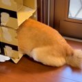 お風呂が大嫌いな犬→…